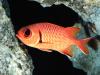Big-Eye Squirrel Fish